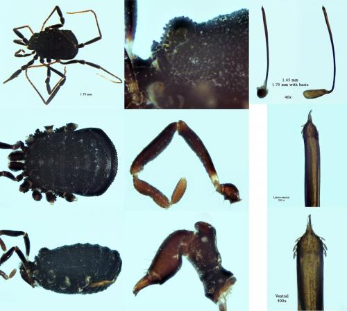Nemastoma triste